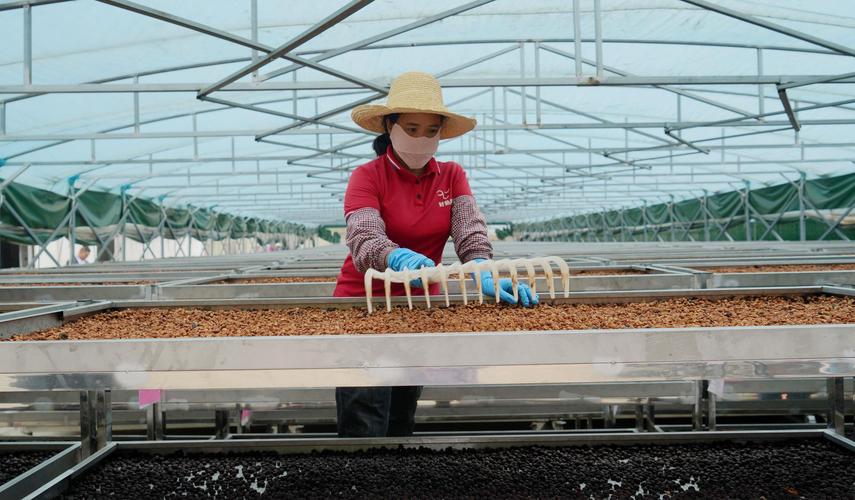 沪滇同心打造咖啡全产业链 助力群众增收——从技艺培训到产业振兴的实践探索